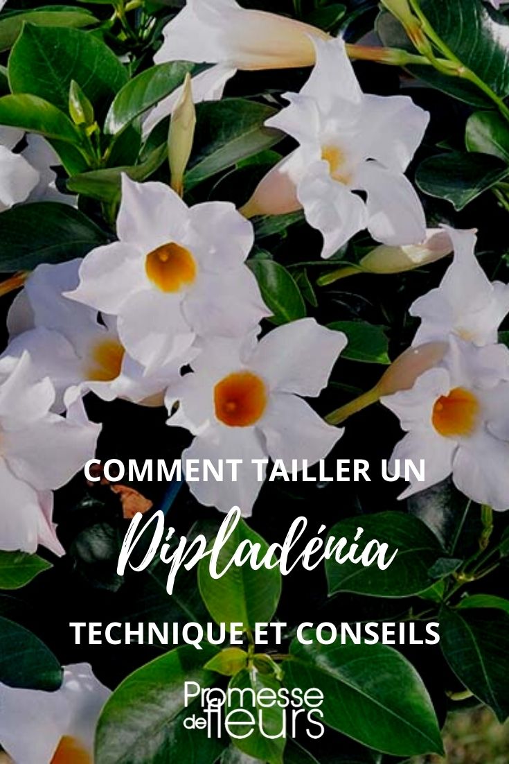 einen Dipladenia schneiden