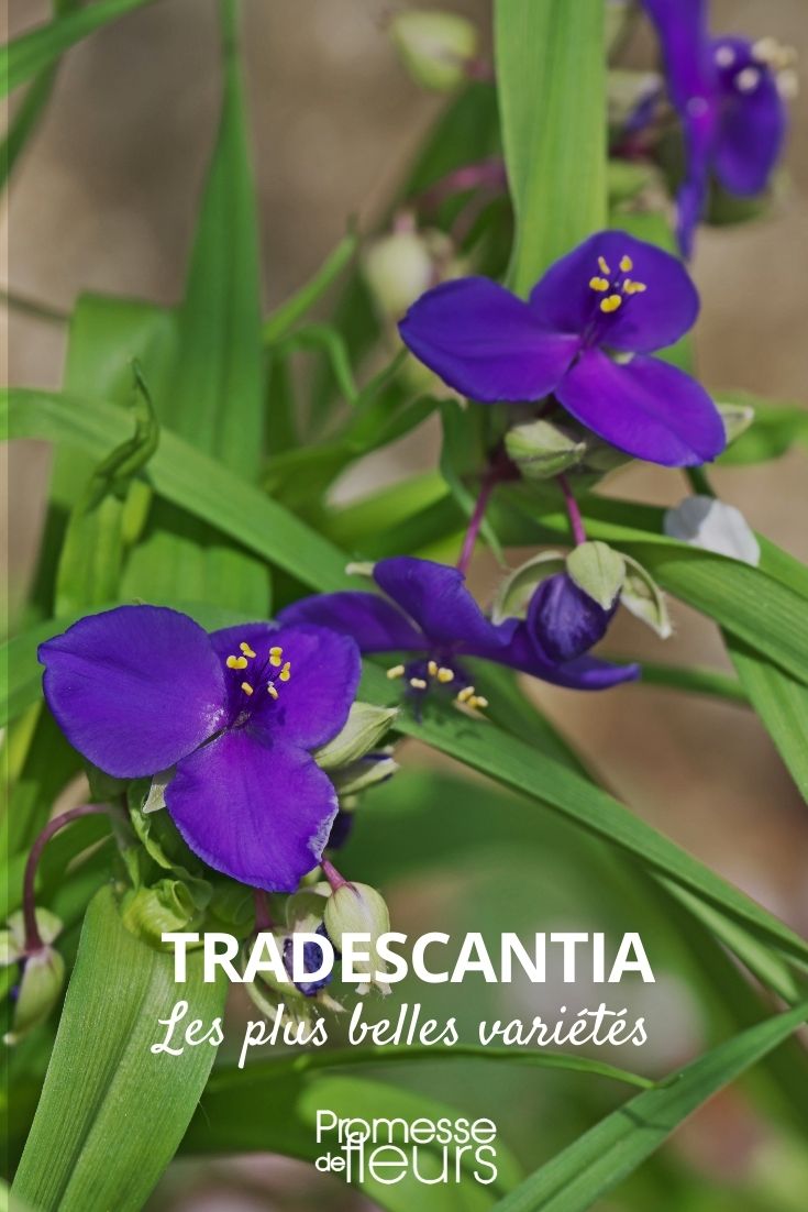Tradescantia: Die schönsten Sorten