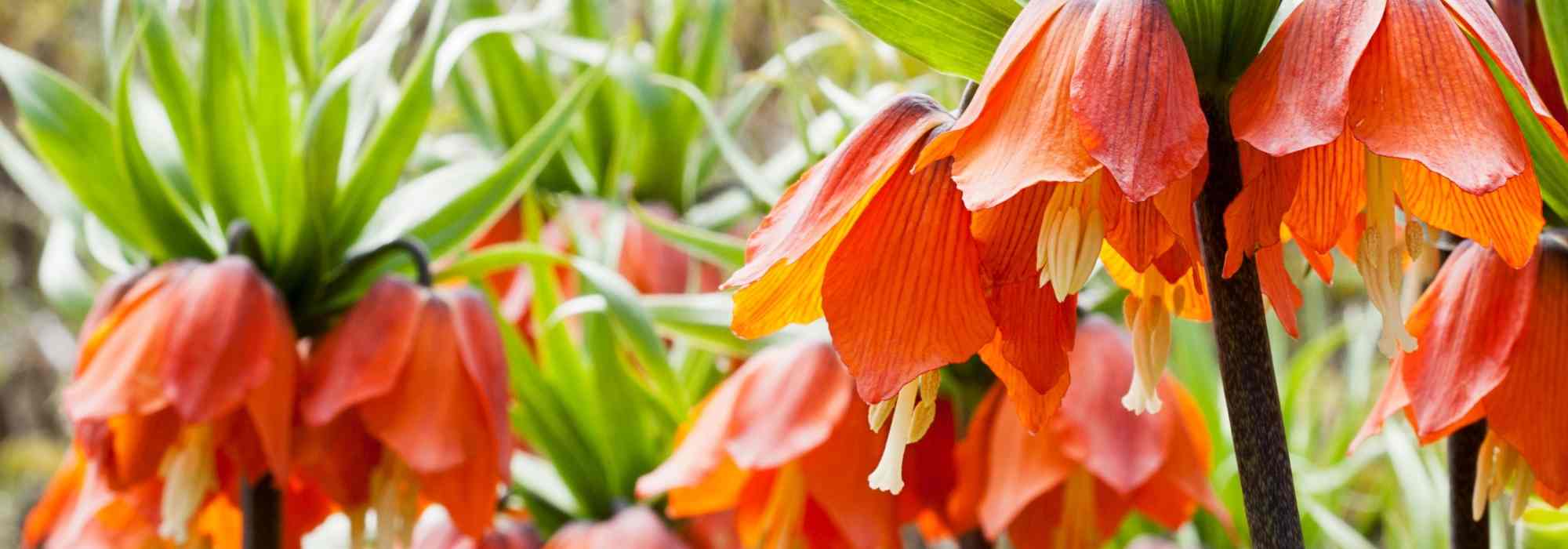 7 orange blühende Frühlingszwiebeln für den Garten
