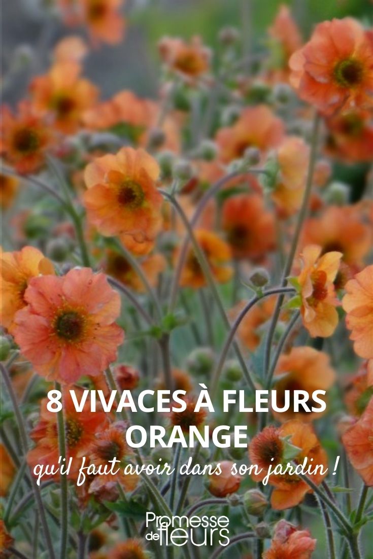 Stauden mit orangefarbenen Blüten