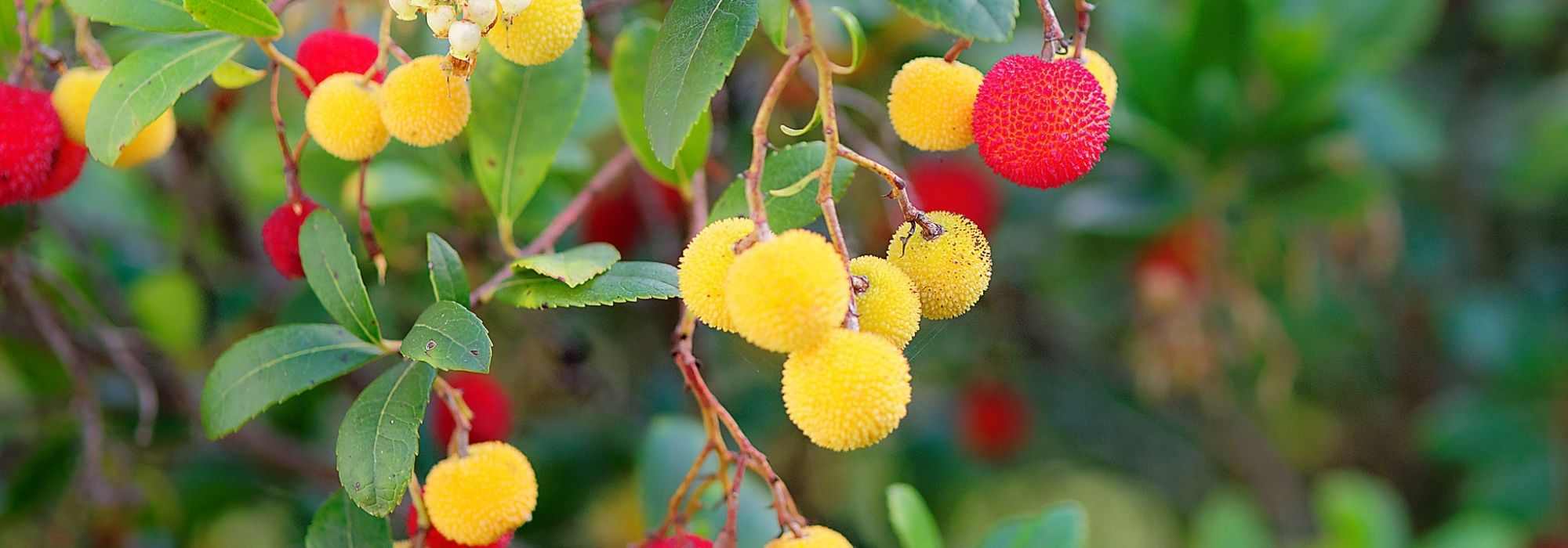 Westlichen Erdbeerbaum kombinieren