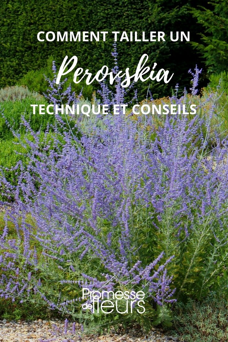 Die Größe des Perovskia (Russischer Salbei)