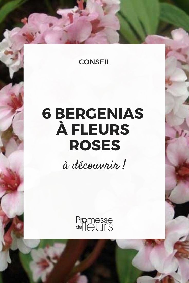 Bergenie mit rosa Blüte