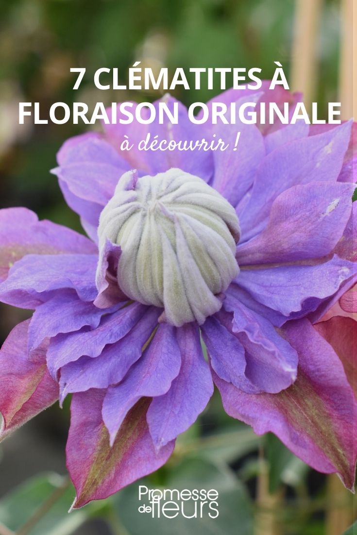 7 Clematis mit außergewöhnlicher Blüte