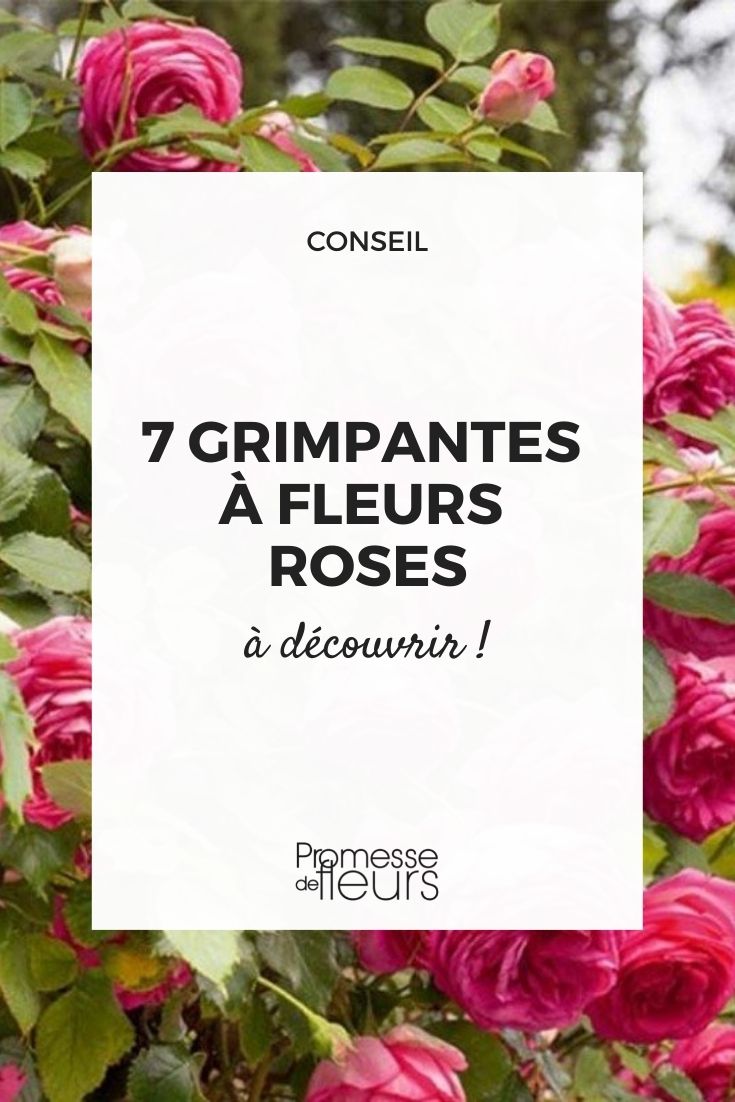 Kletterpflanzen - rankende Schlingpflanzen mit rosa Blüte
