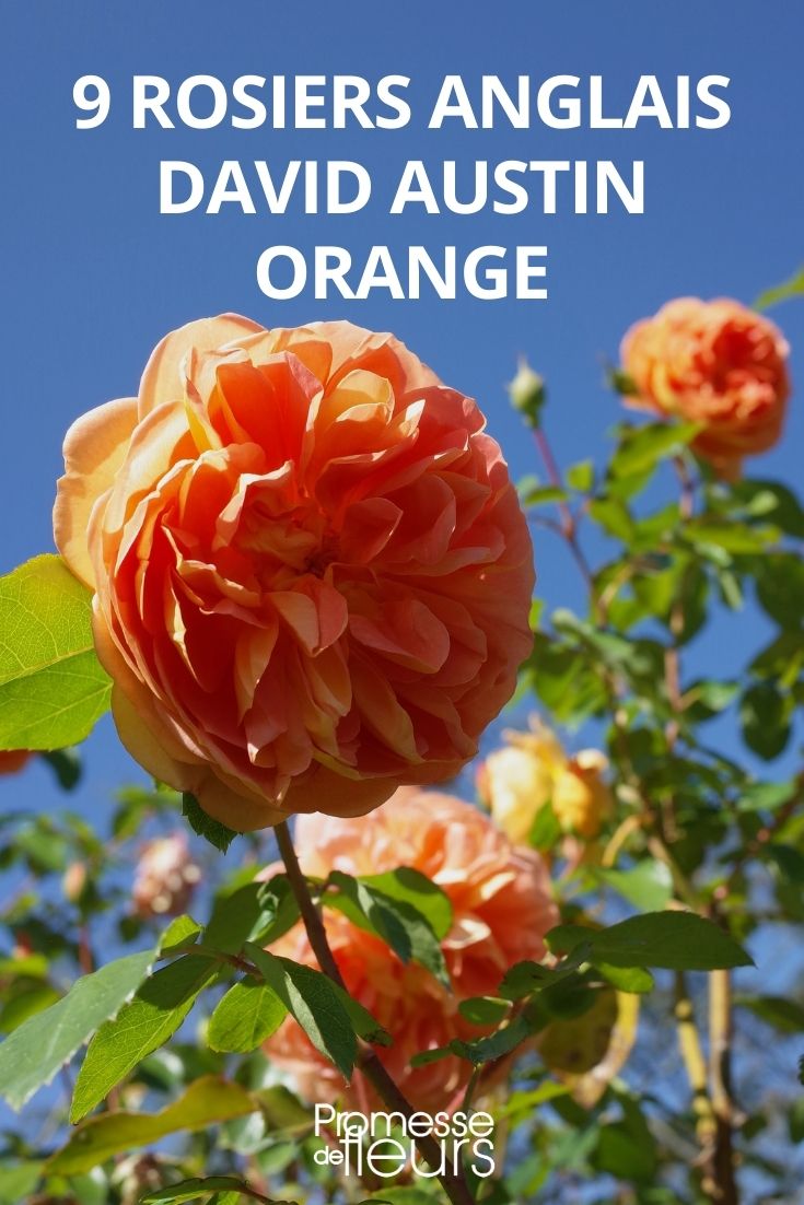 Orangefarbene David Austin-Rose