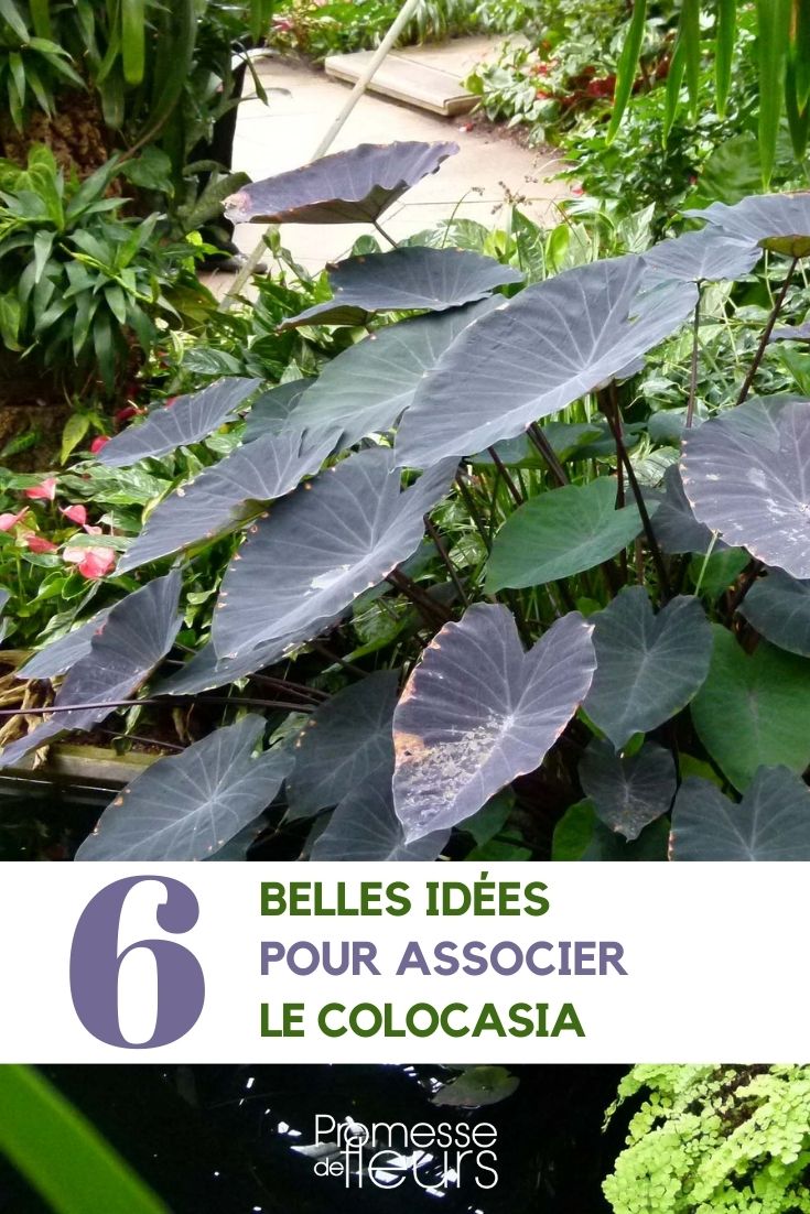 Colocasia kombinieren