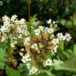 # Boykinia: Pflanzen, Pflege und Tipps

## Einführung in die Boykinia

Die Boykinia ist eine charmante Staude, die mit ihren zierlichen Blüten und attraktiven Blättern jeden Garten bereichert. Diese robuste Pflanze stammt aus Nordamerika und Asien und gedeiht besonders gut in feuchten, schattigen Bereichen.

## Die richtige Pflanzung

### Standortwahl
- **Lichtverhältnisse**: Halbschatten bis Schatten
- **Boden**: Feucht, humusreich und gut durchlässig
- **Pflanzzeitpunkt**: Frühjahr oder Herbst

### Pflanzanleitung
1. Heben Sie ein Pflanzloch aus, das doppelt so breit wie der Wurzelballen ist
2. Mischen Sie Kompost unter die ausgehobene Erde
3. Setzen Sie die Pflanze ein und füllen Sie mit der Erde-Kompost-Mischung auf
4. Gut angießen und Mulch auftragen

## Pflegetipps

### Bewässerung
- Halten Sie den Boden gleichmäßig feucht
- Vermeiden Sie Staunässe
- Besonders in Trockenperioden regelmäßig gießen

### Düngung
- Im Frühjahr mit Kompost oder organischem Dünger versorgen
- Keine starken mineralischen Dünger verwenden

### Schnitt
- Verblühte Blütenstände entfernen
- Im Spätherbst oder Frühjahr zurückschneiden

## Vermehrung
- Teilung im Frühjahr oder Herbst
- Aussaat möglich, aber langwieriger

## Krankheiten und Schädlinge
- Allgemein robust
- Gelegentlich Schneckenfraß
- Bei zu nassem Standort Wurzelfäule möglich

## Verwendung im Garten
- Ideal für schattige Beete und Gehölzränder
- Schön in Kombination mit Farnen und Hostas
- Attraktiv an Teichrändern

## Beliebte Arten
- Boykinia aconitifolia (Eisenhutblättrige Boykinia)
- Boykinia occidentalis (Westliche Boykinia)
- Boykinia rotundifolia (Rundblättrige Boykinia)

Mit der richtigen Pflege wird die Boykinia zu einer langlebigen und pflegeleichten Bereicherung für Ihren Schattengarten.