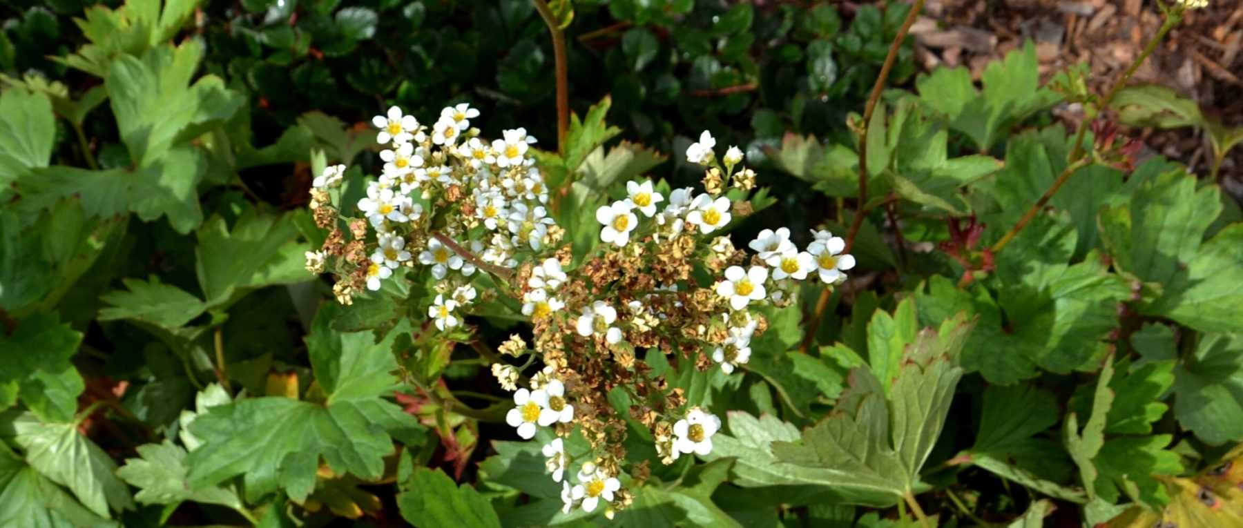 # Boykinia: Pflanzen, Pflege und Tipps
## Einführung in die Boykinia
Die Boykinia ist eine charmante Staude, die mit ihren zierlichen Blüten und attraktiven Blättern jeden Garten bereichert. Diese robuste Pflanze stammt aus Nordamerika und Asien und gedeiht besonders gut in feuchten, schattigen Bereichen.
## Die richtige Pflanzung
### Standortwahl
- **Lichtverhältnisse**: Halbschatten bis Schatten
- **Boden**: Feucht, humusreich und gut durchlässig
- **Pflanzzeitpunkt**: Frühjahr oder Herbst
### Pflanzanleitung
1. Heben Sie ein Pflanzloch aus, das doppelt so breit wie der Wurzelballen ist
2. Mischen Sie Kompost unter die ausgehobene Erde
3. Setzen Sie die Pflanze ein und füllen Sie mit der Erde-Kompost-Mischung auf
4. Gut angießen und Mulch auftragen
## Pflegetipps
### Bewässerung
- Halten Sie den Boden gleichmäßig feucht
- Vermeiden Sie Staunässe
- Besonders in Trockenperioden regelmäßig gießen
### Düngung
- Im Frühjahr mit Kompost oder organischem Dünger versorgen
- Keine starken mineralischen Dünger verwenden
### Schnitt
- Verblühte Blütenstände entfernen
- Im Spätherbst oder Frühjahr zurückschneiden
## Vermehrung
- Teilung im Frühjahr oder Herbst
- Aussaat möglich, aber langwieriger
## Krankheiten und Schädlinge
- Allgemein robust
- Gelegentlich Schneckenfraß
- Bei zu nassem Standort Wurzelfäule möglich
## Verwendung im Garten
- Ideal für schattige Beete und Gehölzränder
- Schön in Kombination mit Farnen und Hostas
- Attraktiv an Teichrändern
## Beliebte Arten
- Boykinia aconitifolia (Eisenhutblättrige Boykinia)
- Boykinia occidentalis (Westliche Boykinia)
- Boykinia rotundifolia (Rundblättrige Boykinia)
Mit der richtigen Pflege wird die Boykinia zu einer langlebigen und pflegeleichten Bereicherung für Ihren Schattengarten.