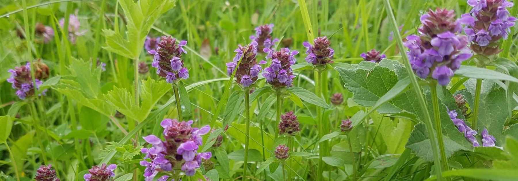 Prunella, Großblütige Braunelle: Pflanzen und Pflegen