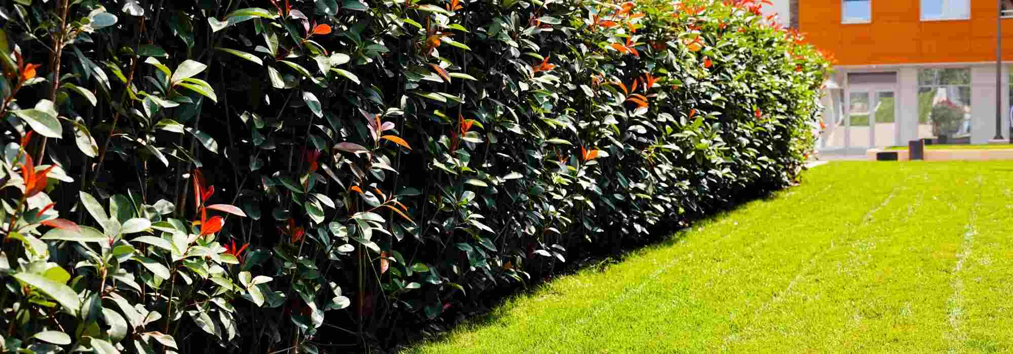 Unansehnliche Hecke kaschieren?