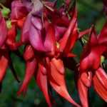 Clianthus puniceus, Hummerschere: Pflanzen und Pflegen