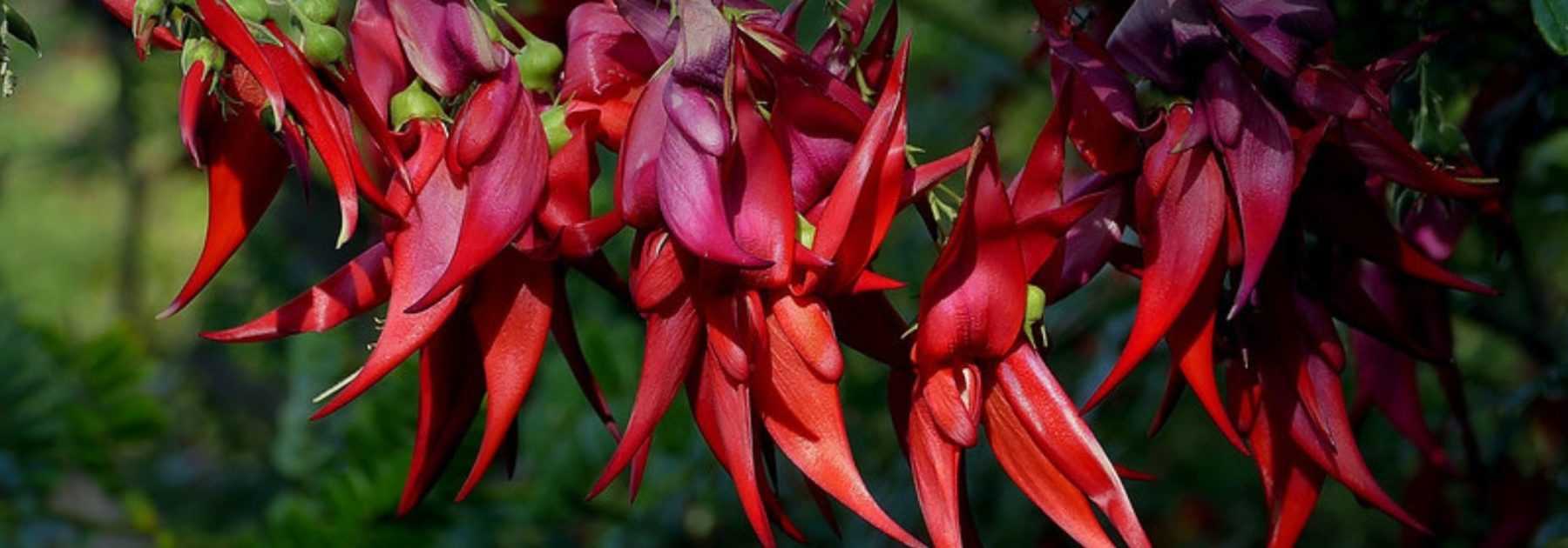 Clianthus puniceus, Hummerschere: Pflanzen und Pflegen