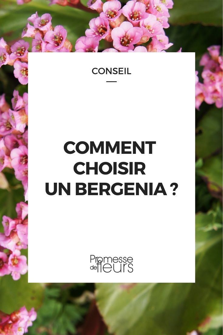 Hier ist die Übersetzung des Begriffs "faire choix bergenia" ins Deutsche:

"Bergenien auswählen" oder "Bergenien wählen"

Beide Varianten sind möglich, je nach Kontext:
- "Bergenien auswählen" klingt etwas formeller
- "Bergenien wählen" ist etwas geläufiger im alltäglichen Sprachgebrauch

Ohne weiteren Kontext ist dies die direkte Übersetzung des Begriffs. Wenn Sie den vollständigen Satz oder den Kontext angeben, kann ich eine präzisere Übersetzung liefern.