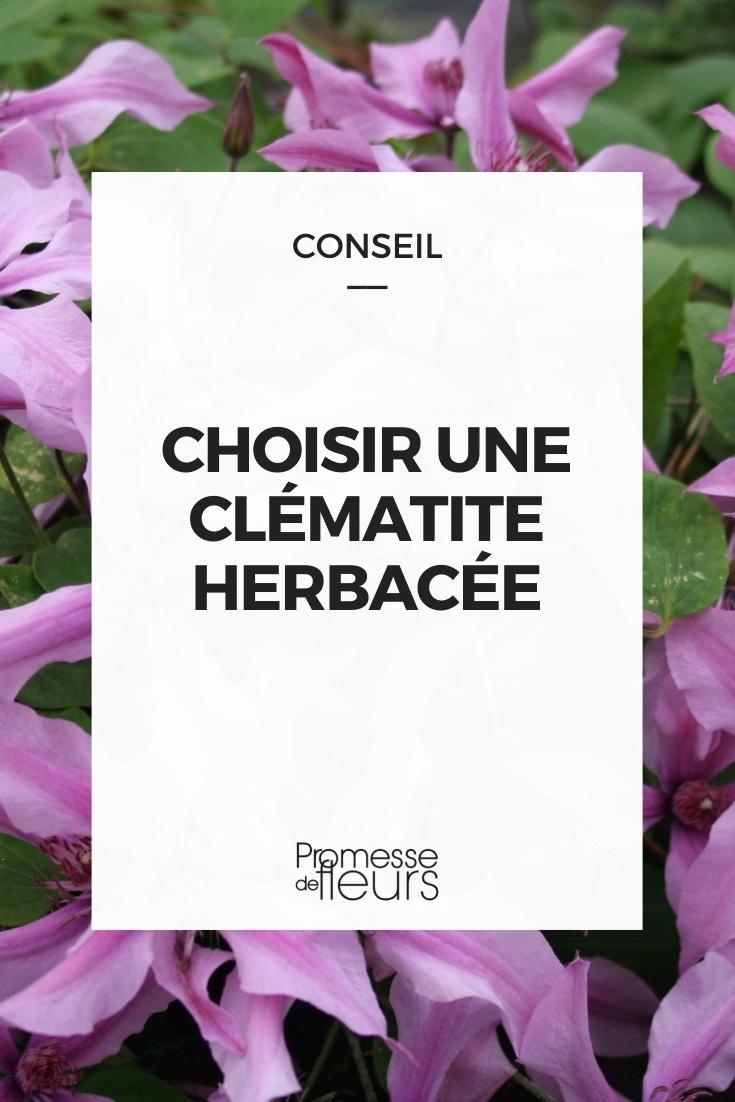 Krautige Clematis
