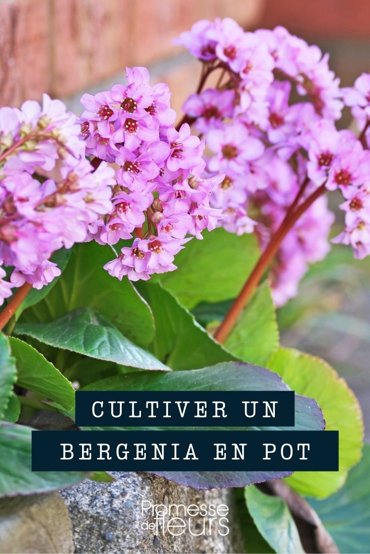 # Bergenie im Topf oder Pflanzkübel

## Einführung
Die Bergenie (Bergenia) ist eine vielseitige Staude, die sich sowohl für die Pflanzung im Garten als auch für die Kultur in Töpfen oder Pflanzkübeln eignet. Mit ihren großen, ledrigen Blättern und hübschen Blüten im Frühjahr ist sie eine attraktive Bereicherung für Balkone, Terrassen und Eingangsbereiche.

## Vorteile der Topfkultur
- **Platzsparend**: Ideal für kleine Gärten oder Balkone
- **Flexibel**: Einfaches Umstellen je nach Jahreszeit oder Gestaltungswunsch
- **Schutz**: Bei extremen Wetterbedingungen können die Pflanzen geschützt werden

## Pflegetipps für Bergenie im Topf
1. **Gefäßwahl**: Wählen Sie einen ausreichend großen Topf (mind. 30 cm Durchmesser) mit Drainagelöchern
2. **Substrat**: Verwenden Sie durchlässige, humose Erde
3. **Standort**: Halbschattig bis sonnig
4. **Bewässerung**: Regelmäßig gießen, Staunässe vermeiden
5. **Düngung**: Im Frühjahr mit Langzeitdünger versorgen
6. **Überwinterung**: In kalten Regionen den Topf geschützt aufstellen oder einpacken

## Sortenempfehlungen für die Topfkultur
- 'Bressingham White' (weiße Blüten)
- 'Morgenröte' (rosa Blüten)
- 'Eroica' (dunkelrosa Blüten, rotes Herbstlaub)

## Gestaltungsideen
Kombinieren Sie Bergenie im Kübel mit:
- Frühblühern wie Narzissen oder Tulpen
- Gräsern für kontrastreiche Strukturen
- Efeu als hängenden Begleiter

Mit ihrer robusten Natur und dekorativen Wirkung ist die Bergenie eine ausgezeichnete Wahl für die Kultur in Töpfen und Pflanzkübeln.