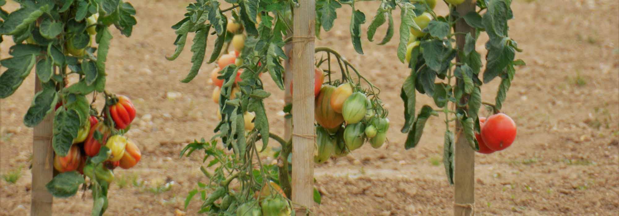 Tomatenstützen selber bauen