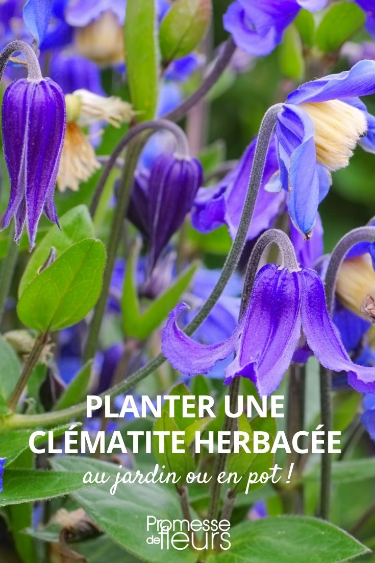 Pflanzung der krautigen Clematis im Topf oder Garten