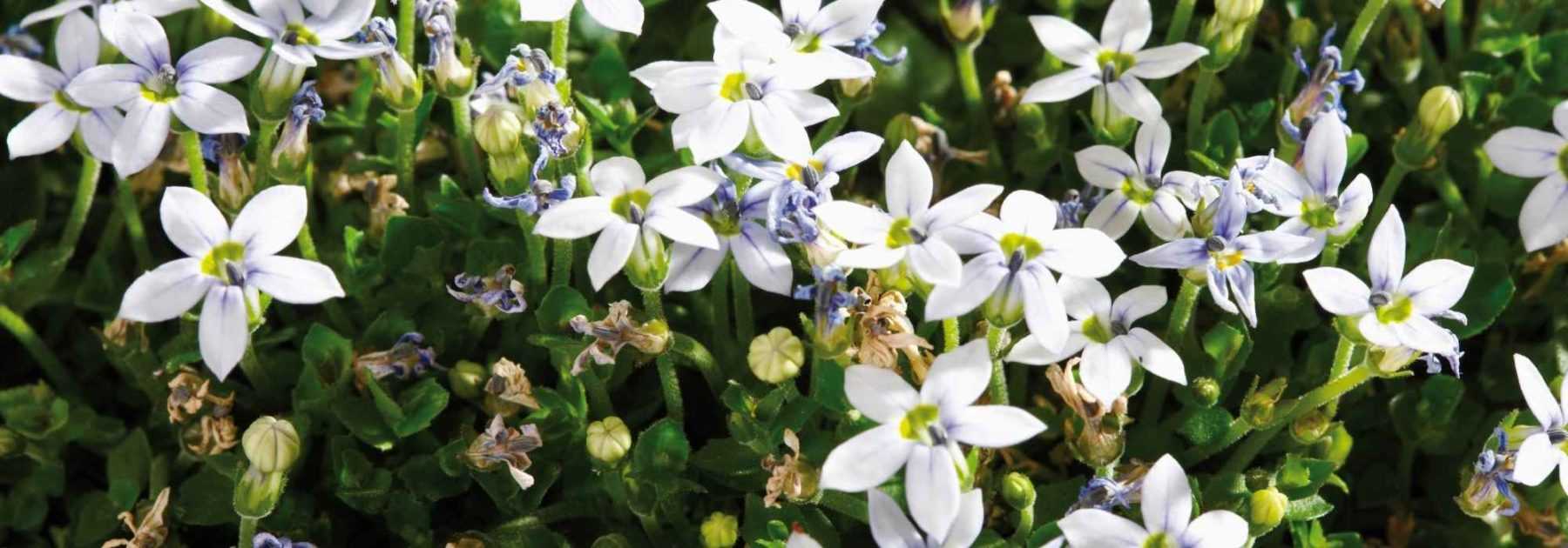 Pratia: Pflanzung, Pflege und Kultivierung