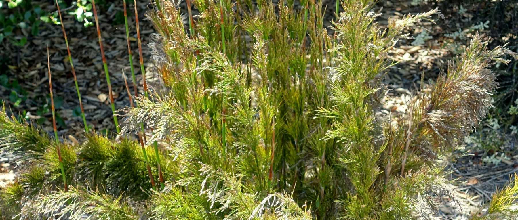 Rhodocoma: Pflanzen, Pflegen und Kultivieren