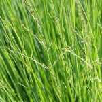 Sesleria: Pflanzung, Pflege und Kultivierung