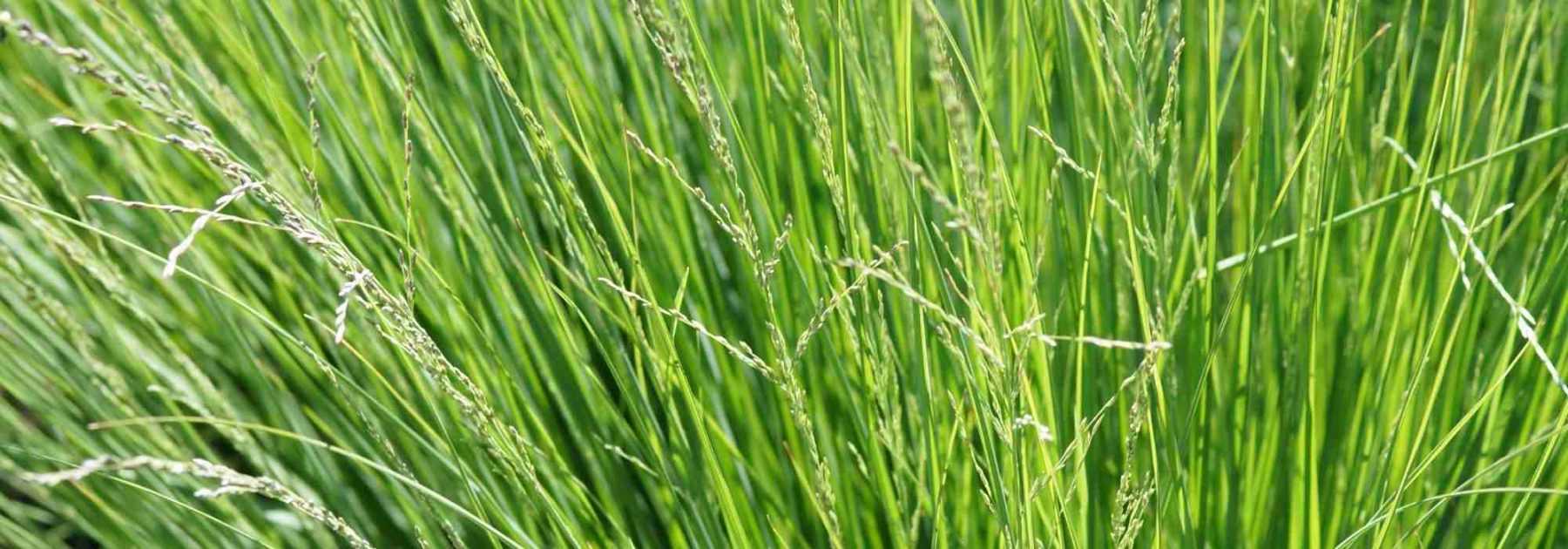 Sesleria: Pflanzung, Pflege und Kultivierung