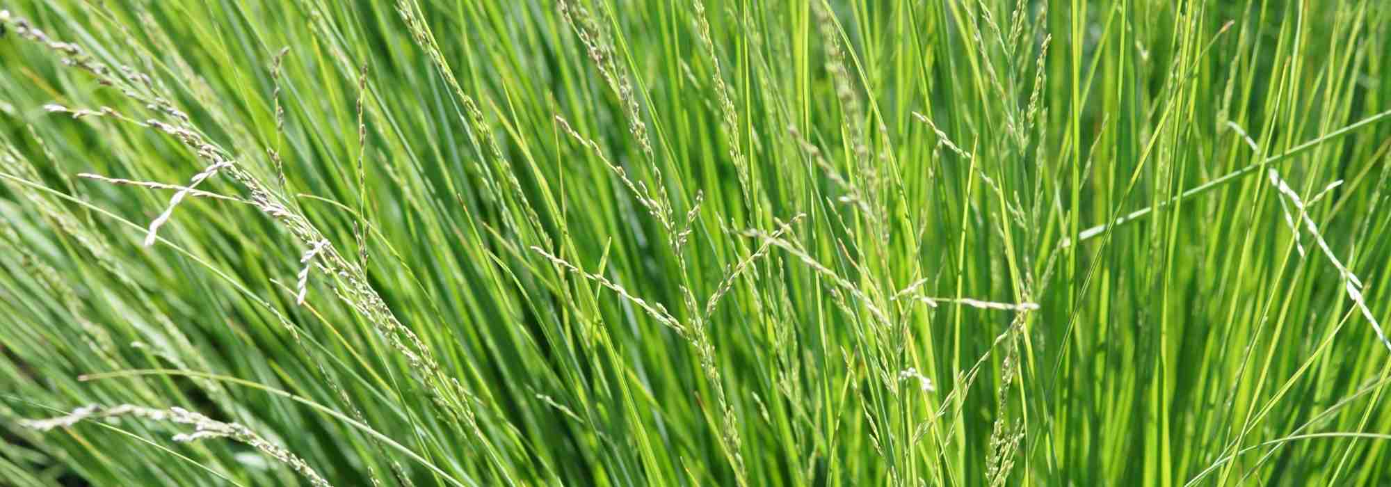 Sesleria: Pflanzung, Pflege und Kultivierung