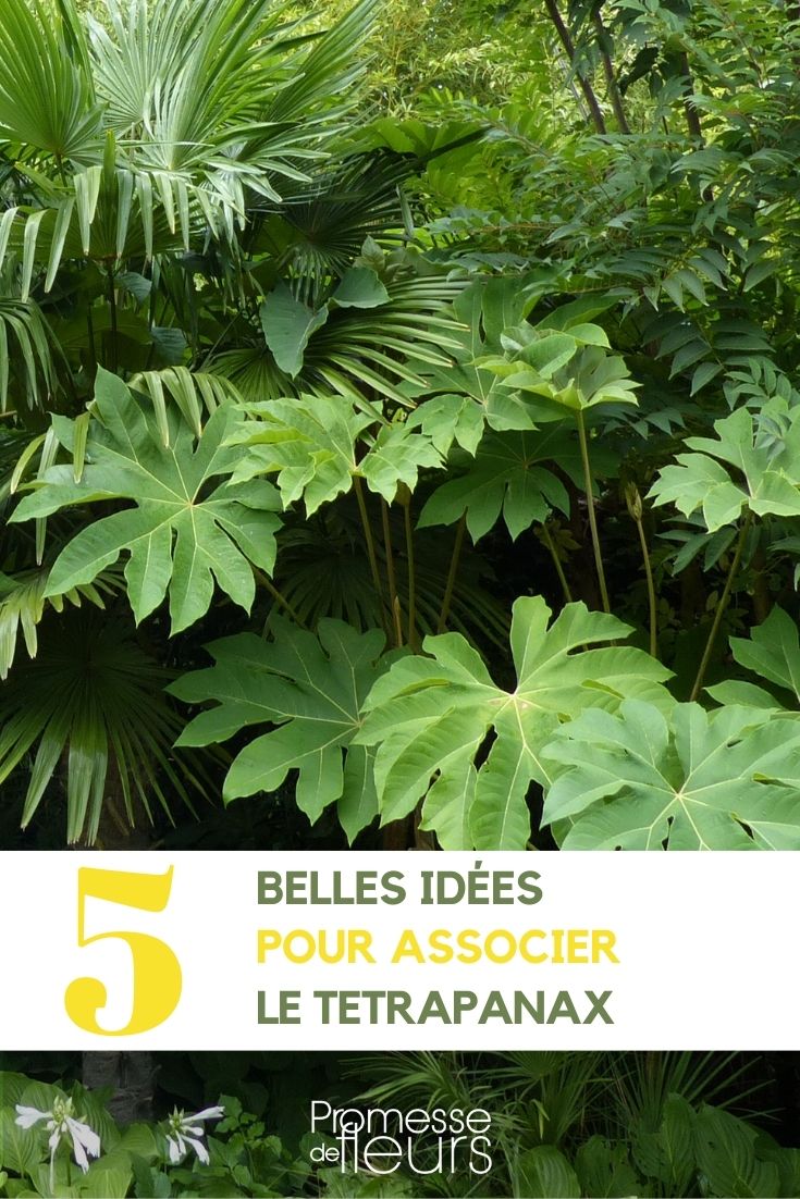 Assoziationen Tetrapanax