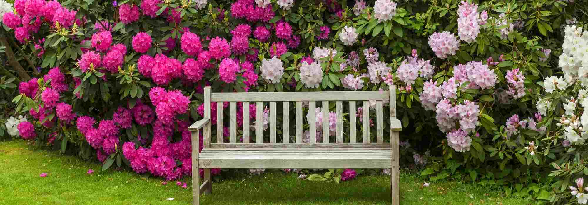 9 Tipps vom Landschaftsgärtner für einen Rosengarten