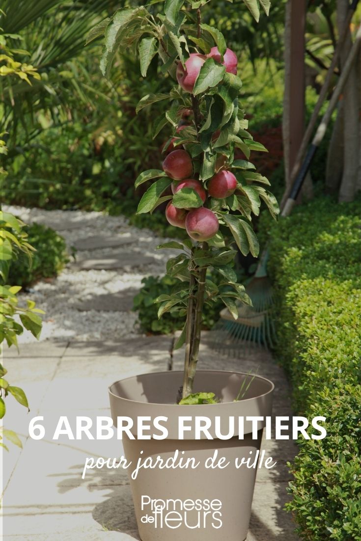 Obstbäume für den Stadtgarten