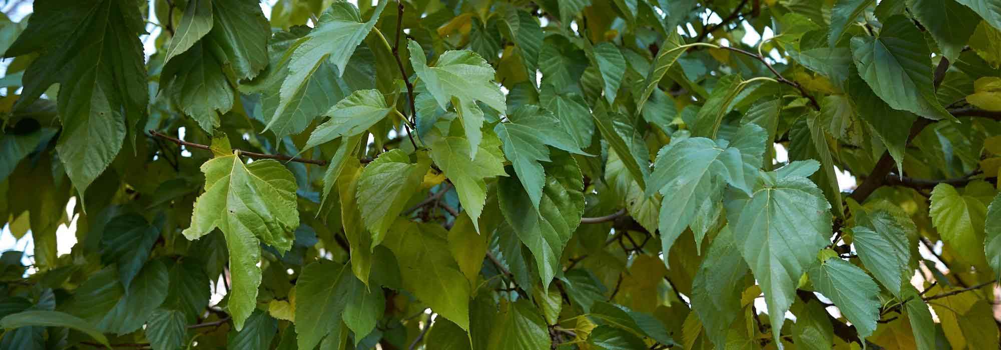 7 winterharte, trockenheitsverträgliche Bäume