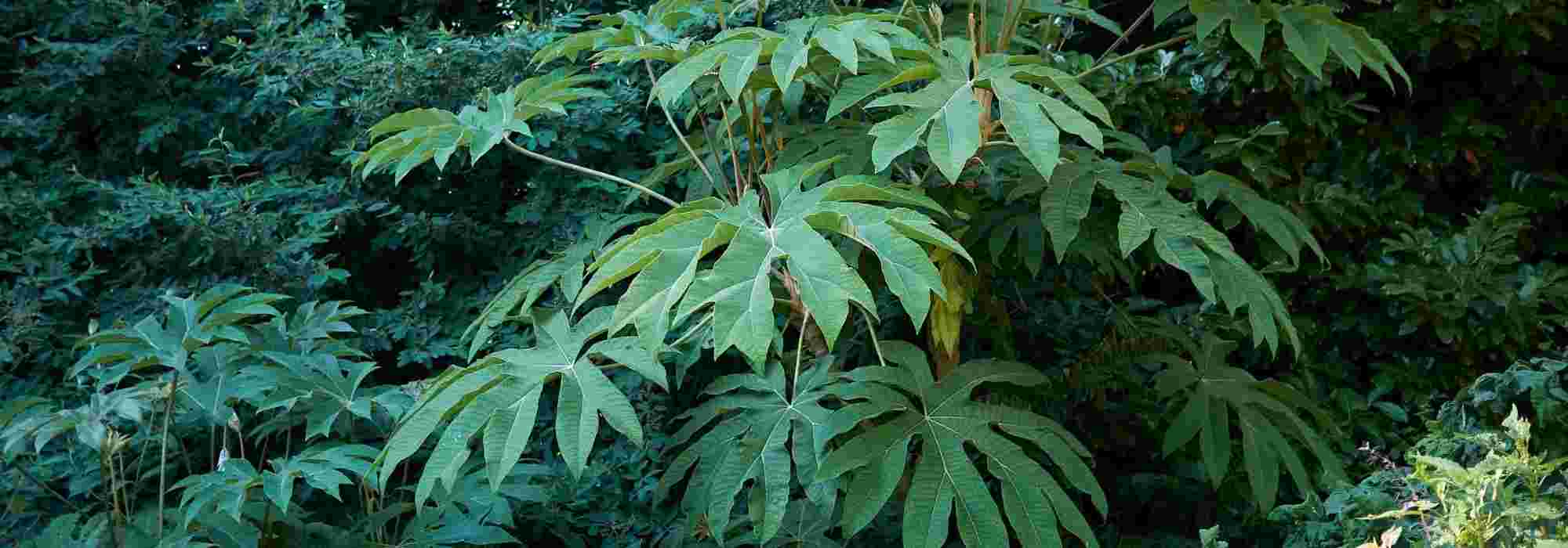 Reispapierbaum: 5 Kombinationsideen