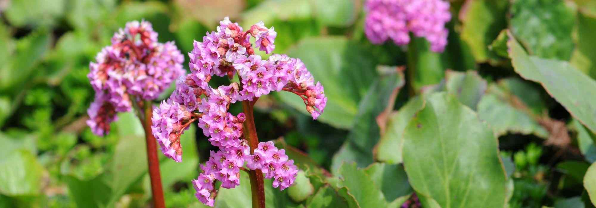 6 Bergenien mit rosa Blüten