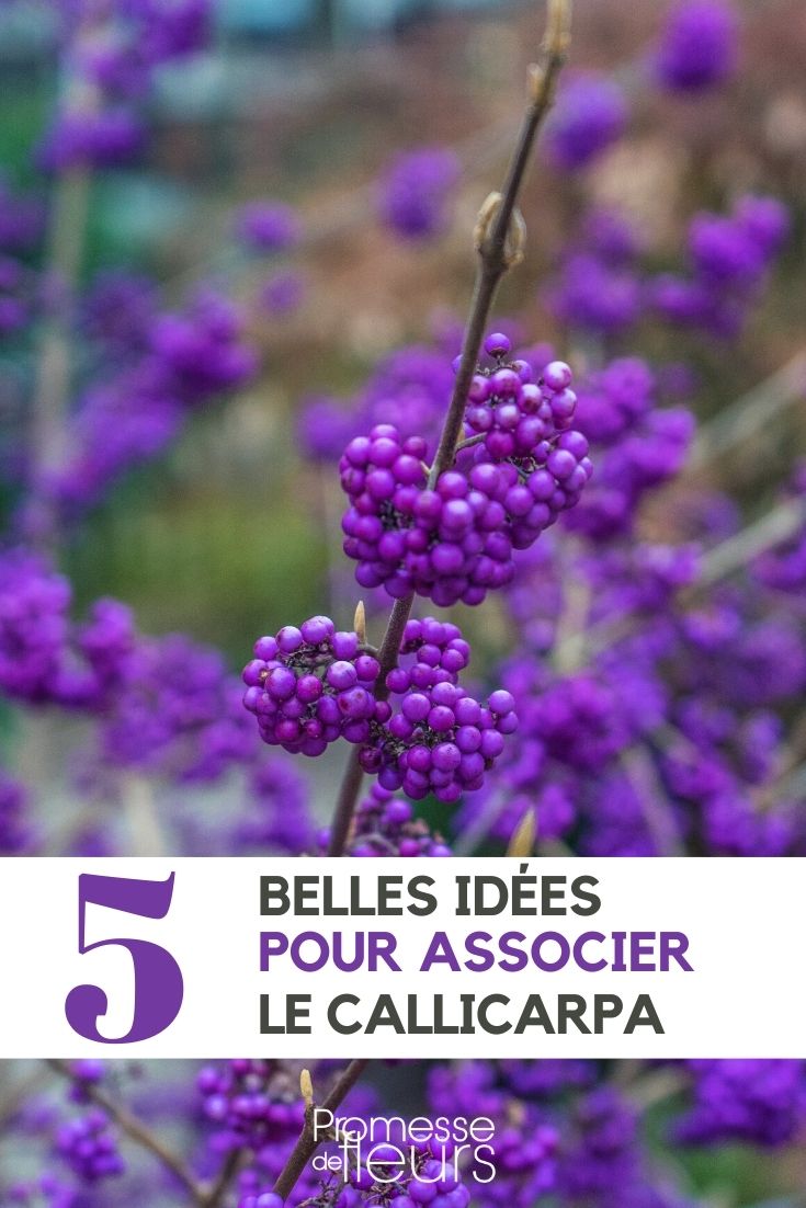 Callicarpa richtig kombinieren