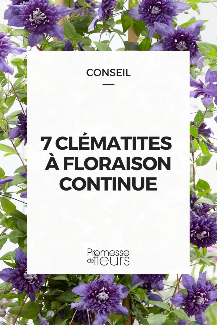 Clematis mit durchgehender Blüte
