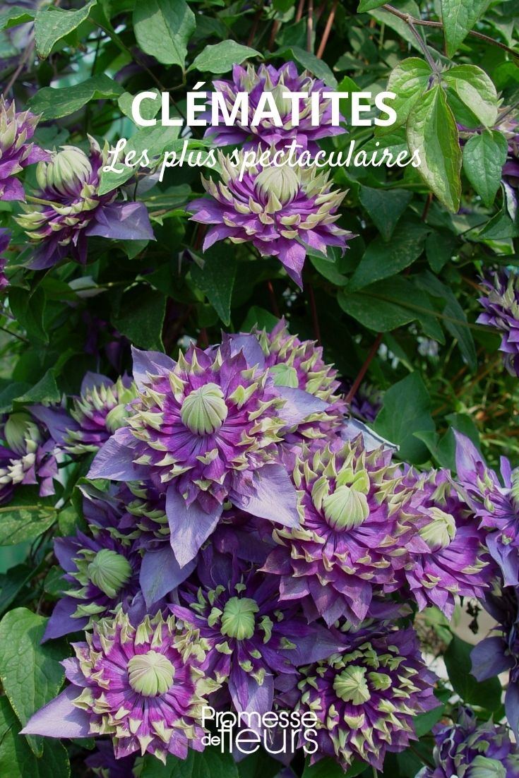 spektakuläre Clematis