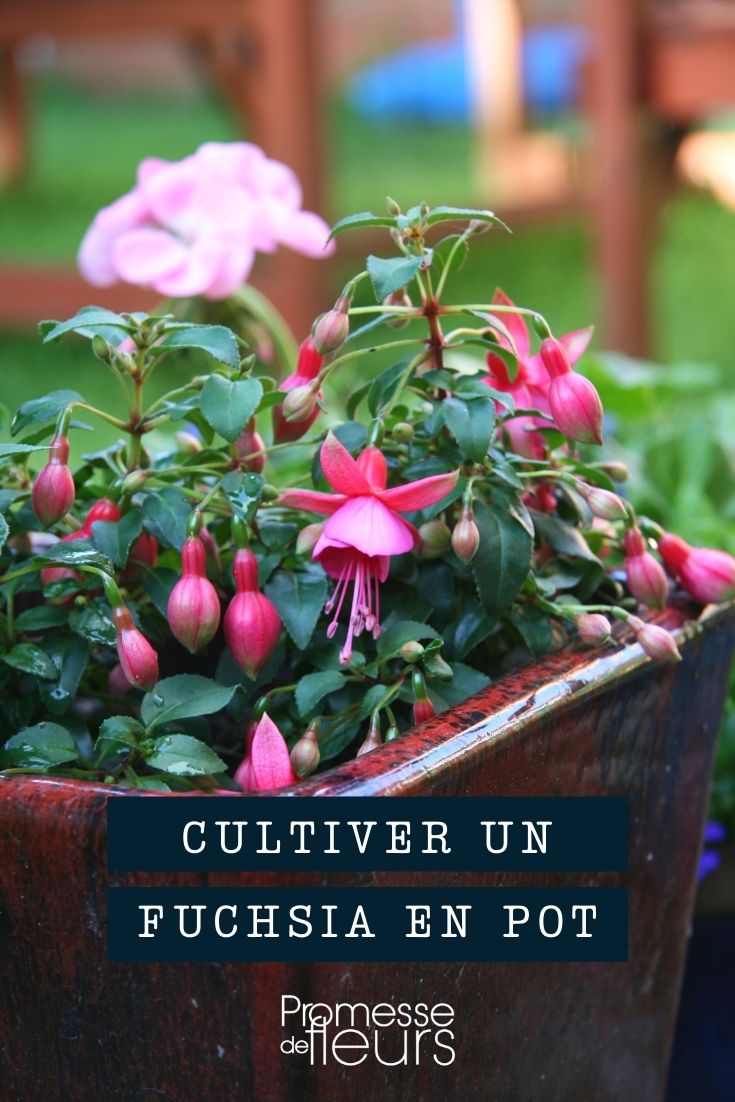 Fuchsien im Topf kultivieren