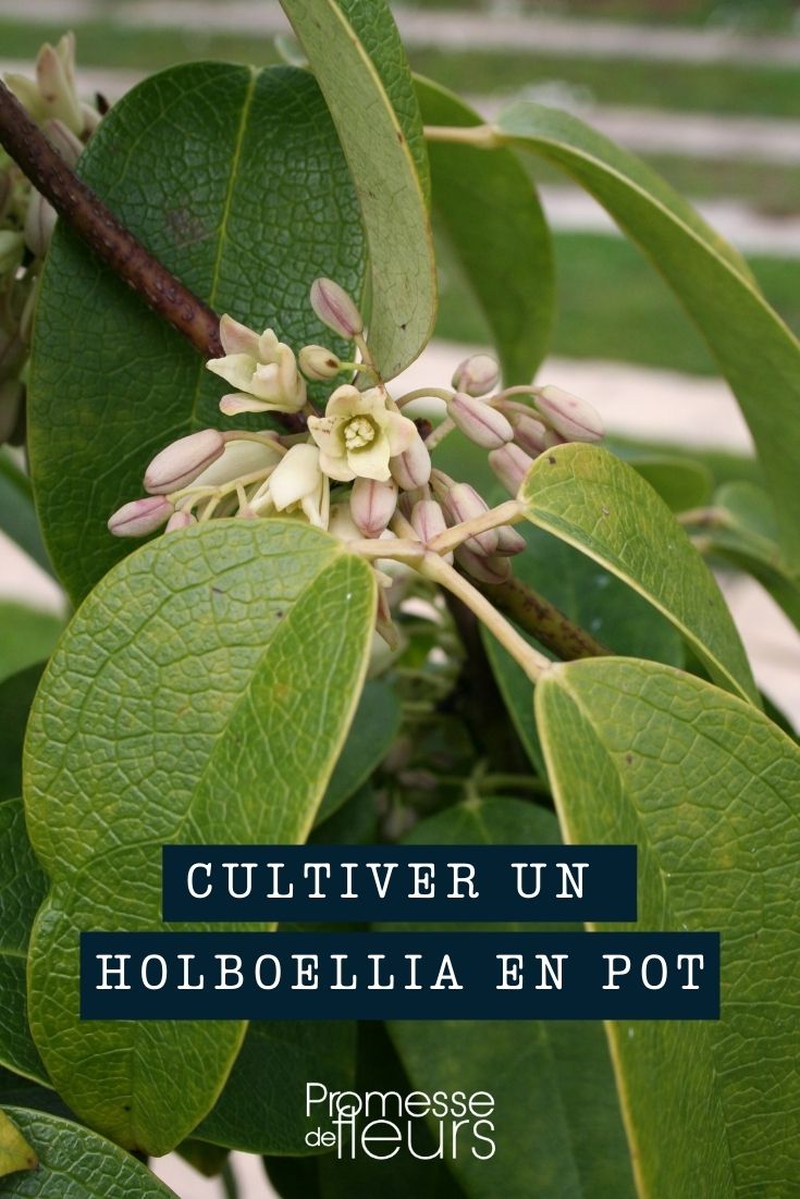 Einen Holboellia im Topf kultivieren