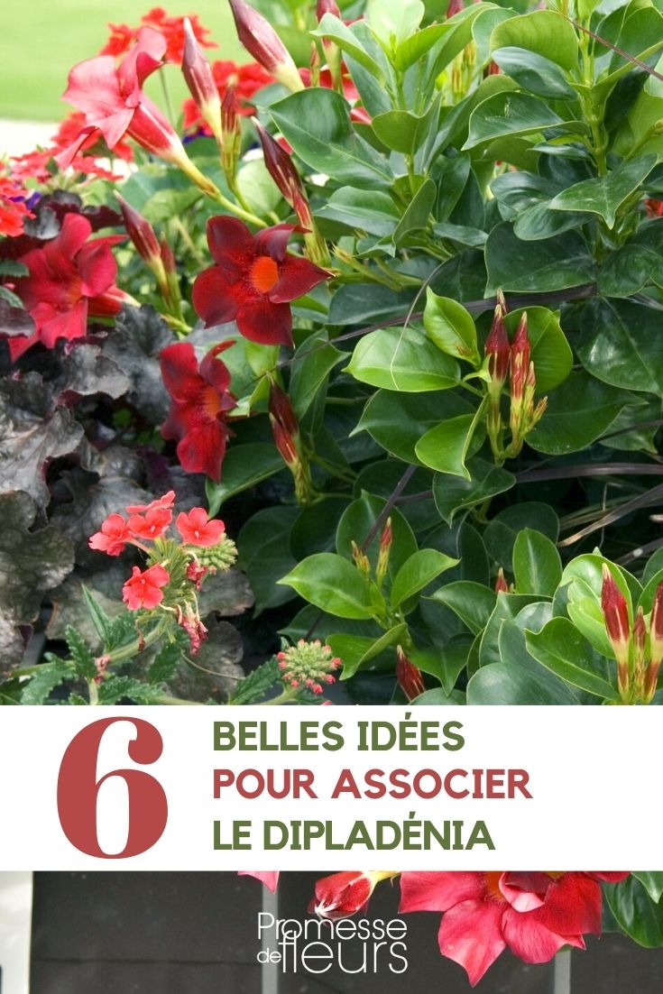 Dipladenia kombinieren