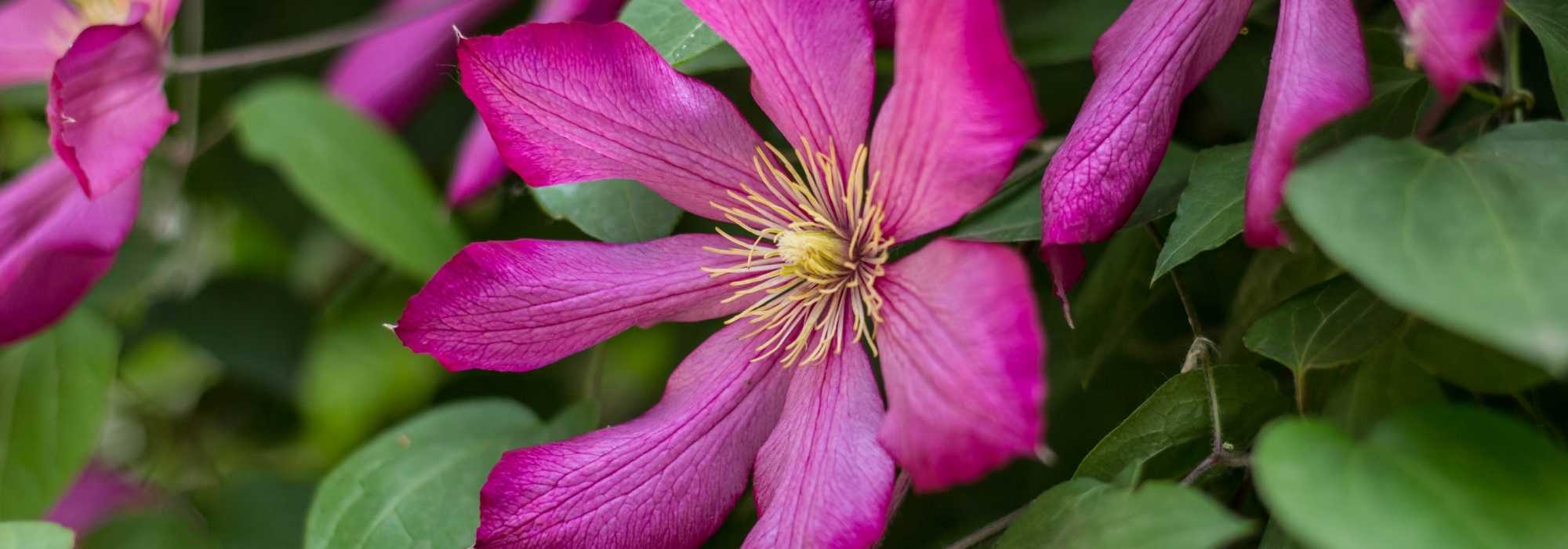7 Kletterpflanzen mit rosa Blüten