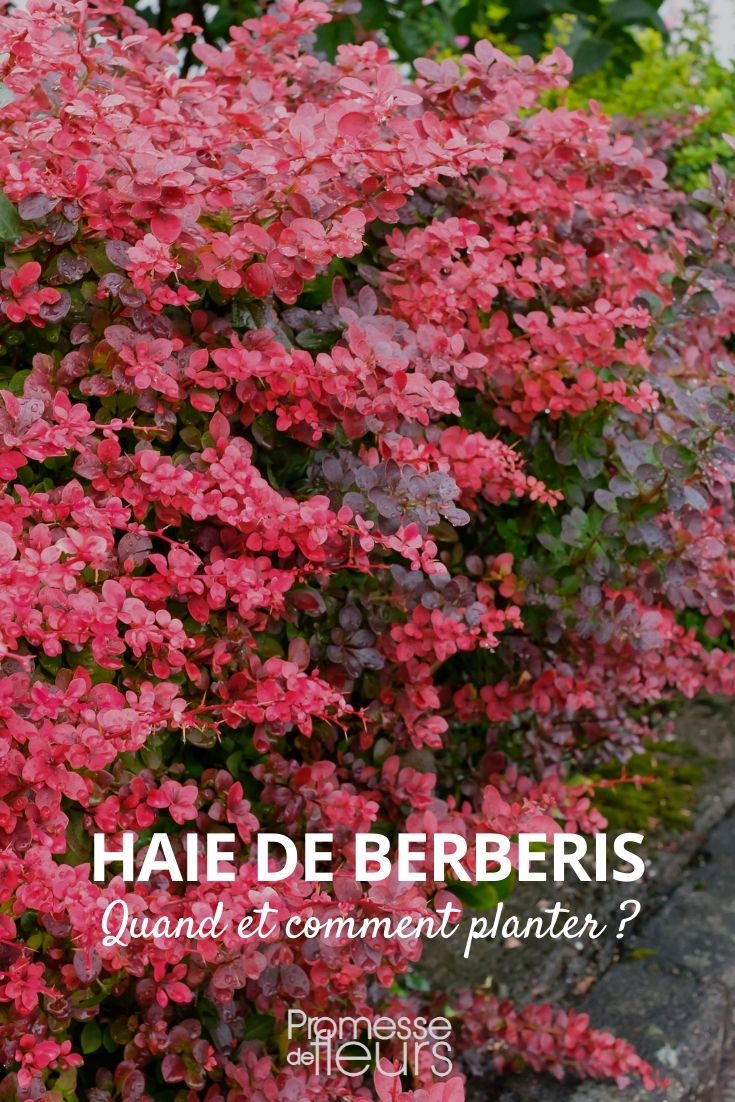 Hecke Berberitze