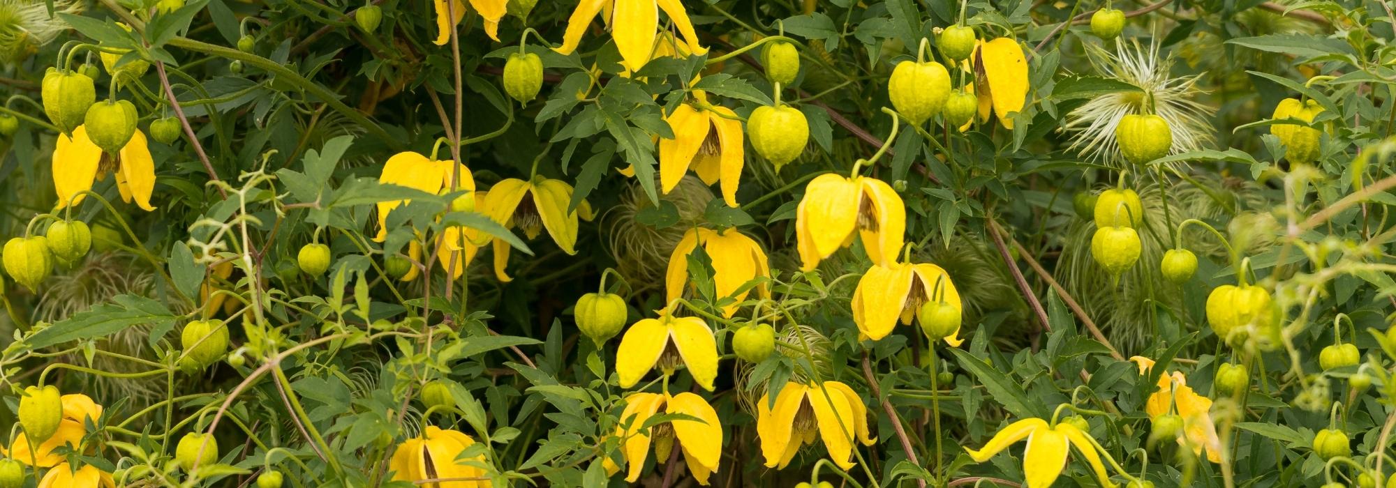 7 sommerblühende Waldreben mit Dauerblüte