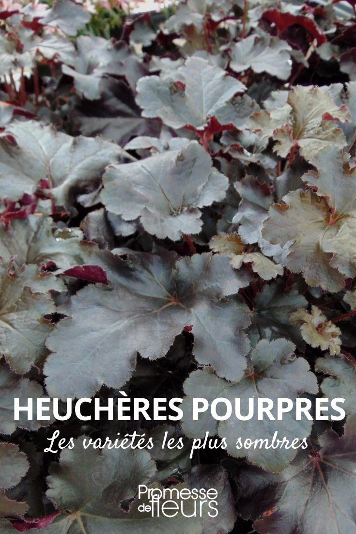 Dunkelpurpurnes Purpurglöckchen
