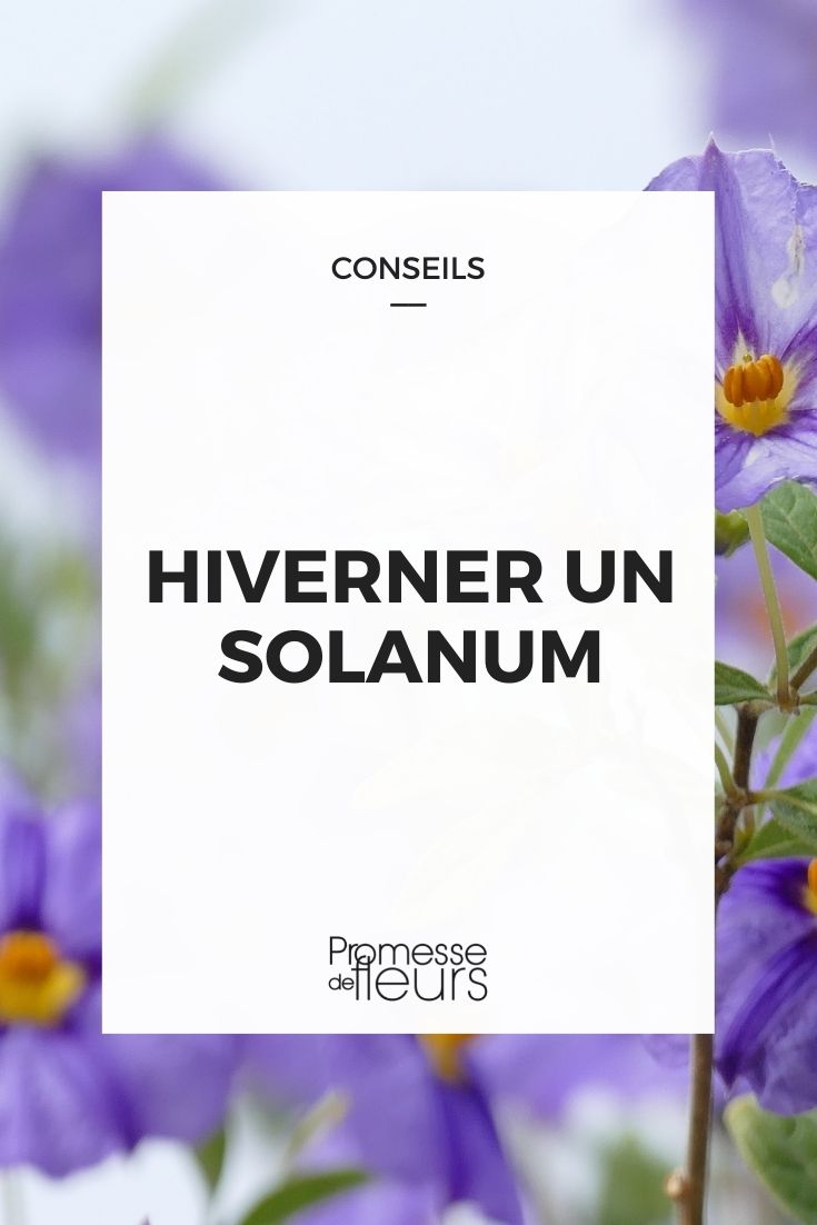 Überwintern eines Solanum
