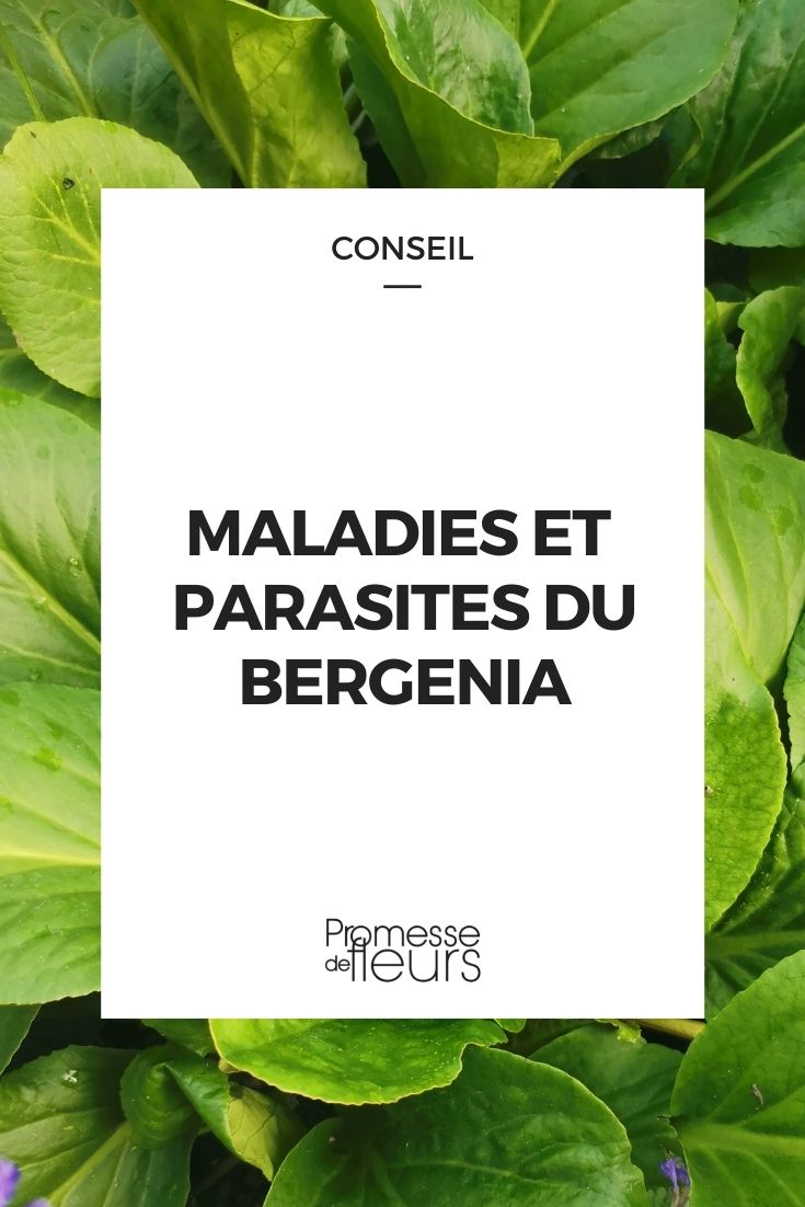 Parasitäre Krankheiten bei Bergenia