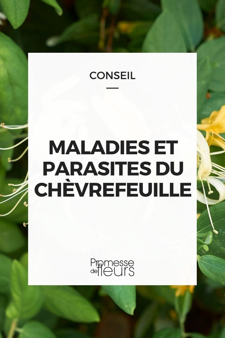 Parasitäre Krankheiten bei Geißblatt