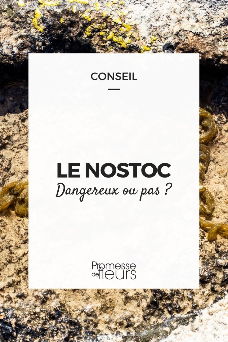 Nostoc  

(Note: Since the input was just a single word "nostoc" without context, I've provided the direct translation. In a botanical context, "Nostoc" is the same in German as it's a scientific genus name that doesn't get translated. If more context were provided about how this term is being used, I could provide a more nuanced translation.)