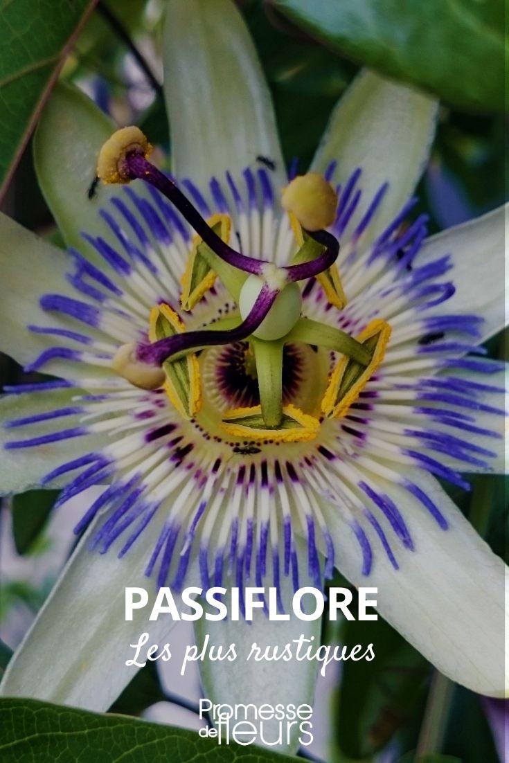 Die winterhärtesten Passionsblumen