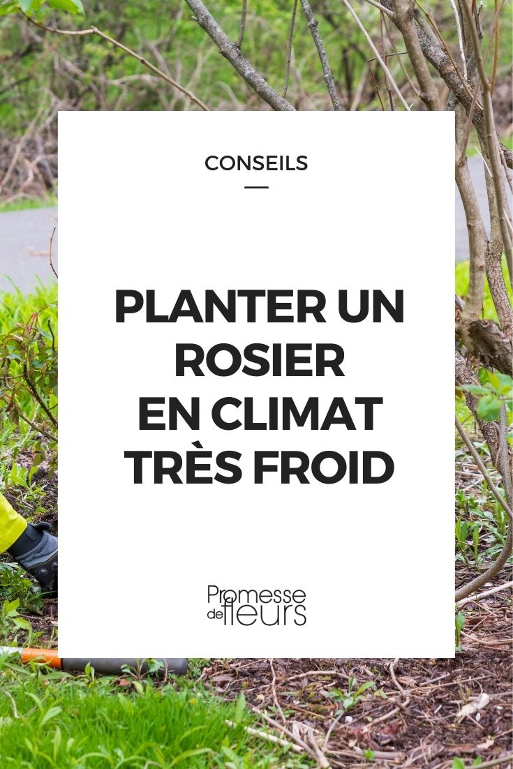 Rosen in sehr kalten Klimazonen pflanzen