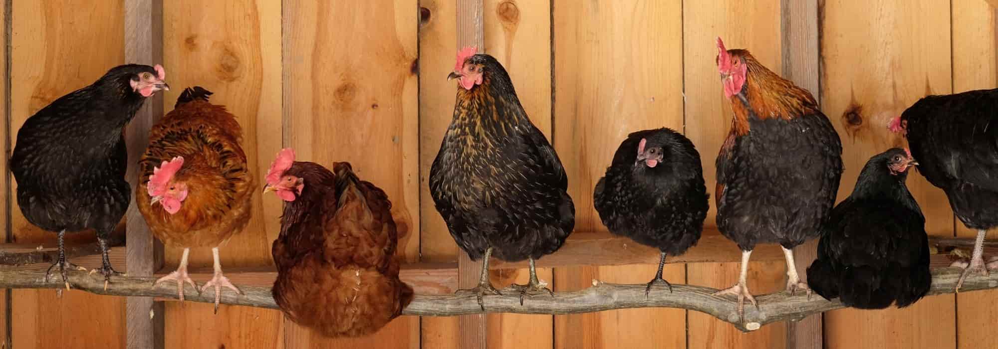Hühnerstall im Garten: Was sagt das Gesetz?